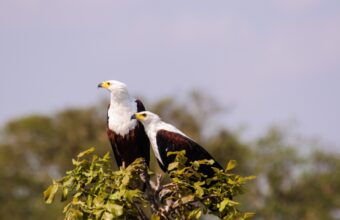 Birding in Liuwa Plain