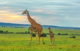 Where Is The Wildebeest Migration In September?