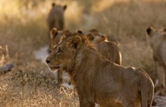 The best safaris in Sabi Sands