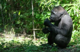 Lesser-known gorilla safari locations