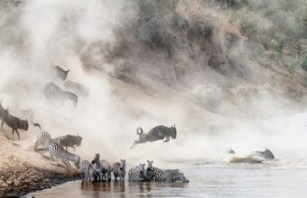 Witness the migration river crossings – but expect crowds!