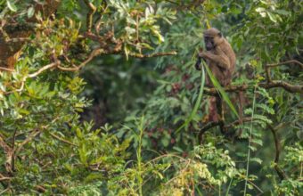 Easy-going chimp trekking in Budongo Forest