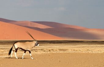 Safari in Namibia
