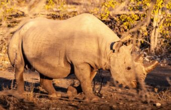 Track the critically endangered black rhino