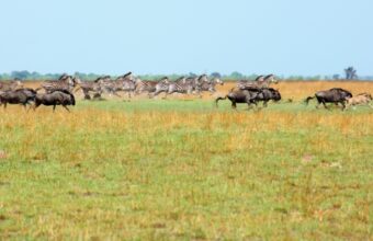 Wildebeest migration without the crowds