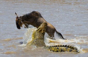 Where Is The Wildebeest Migration In August?