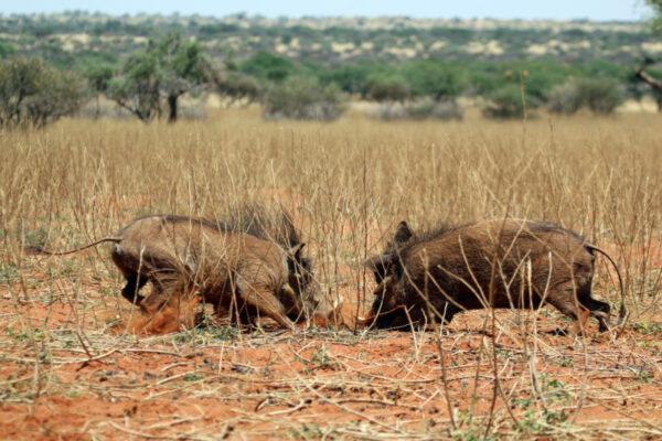 Tswalu Kalahari Private Reserve
