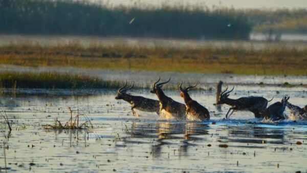 See the black lechwe in the Bangweulu Wetlands