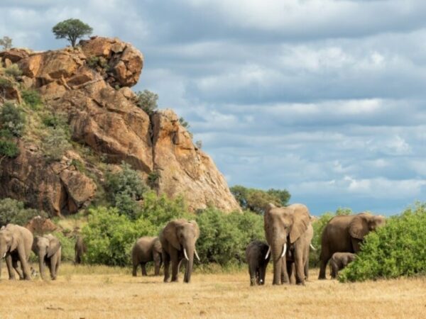 Northern Tuli Game Reserve