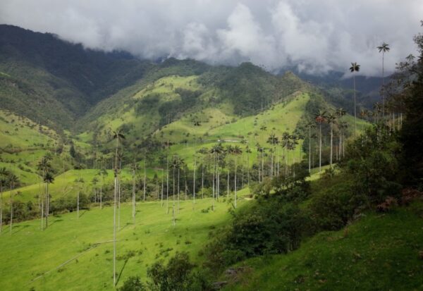 Coffee Region