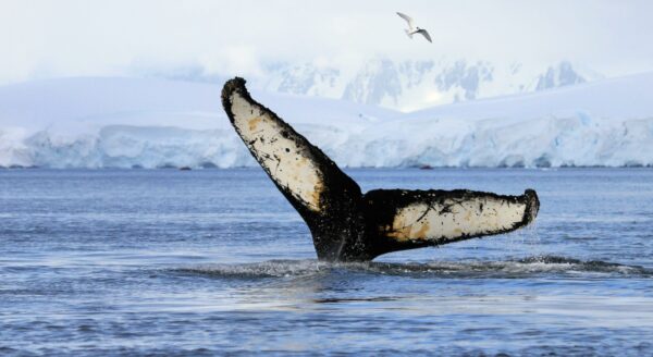 Antarctica Cruise from Chile
