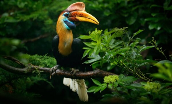 Sarawak’s national parks