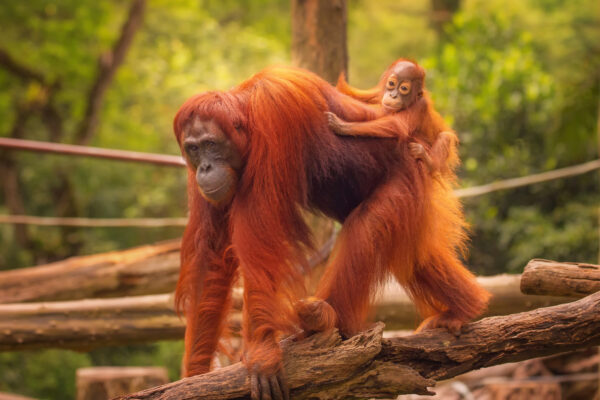 Where To See Orangutans In Indonesian Borneo