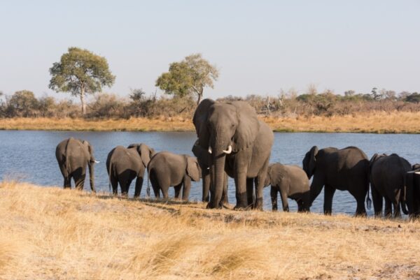 Watch migrating elephants
