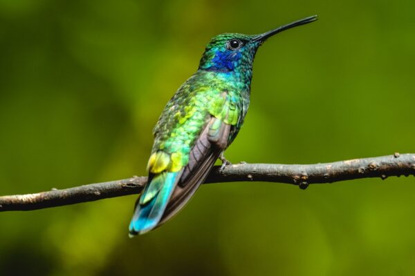 Costa Rica wildlife adventure
