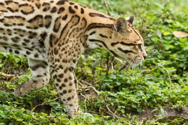 Galapagos and Amazon combination tour