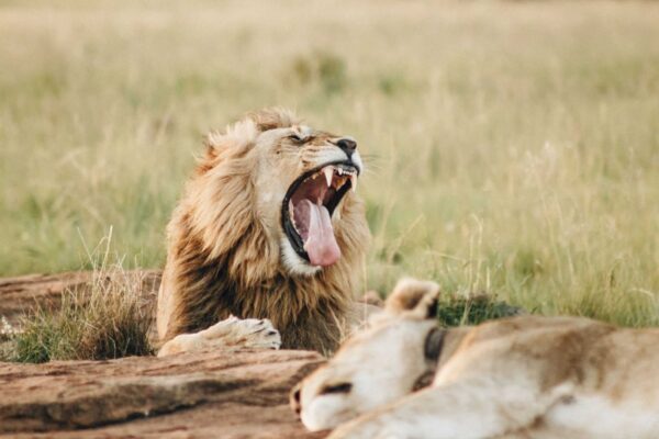 Amboseli, Masai Mara and Lake Naivasha itinerary