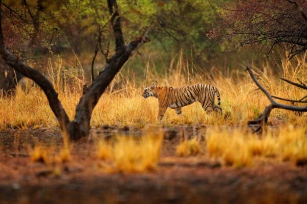 India's Golden Triangle & tigers