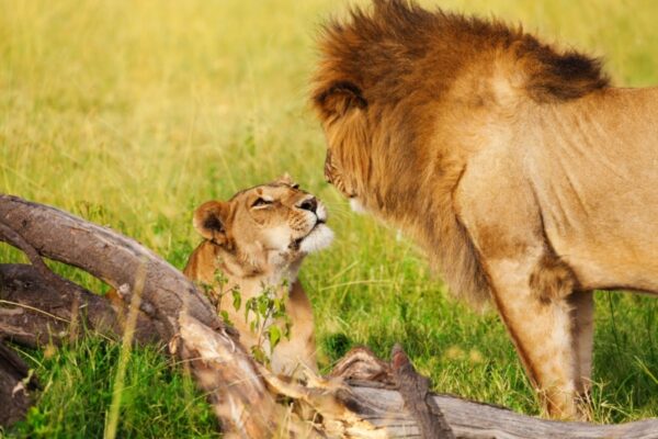 Laikipia and Mara safaris