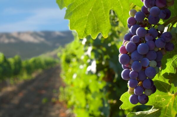 Wine tasting in Naivasha