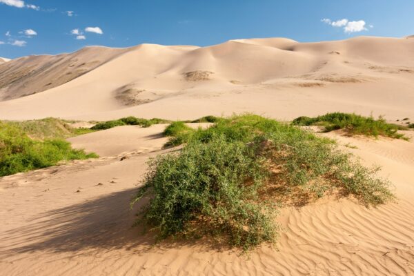 Khongoryn Els Sand Dunes