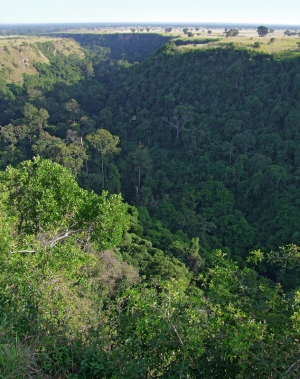 Low cost chimp trekking at Kyambura Gorge