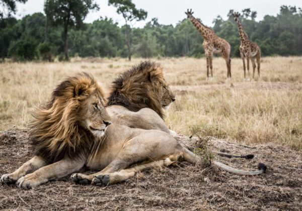 Mara, Laikipia and Great Rift Valley