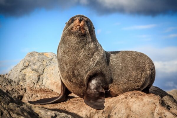 South Island wildlife holiday