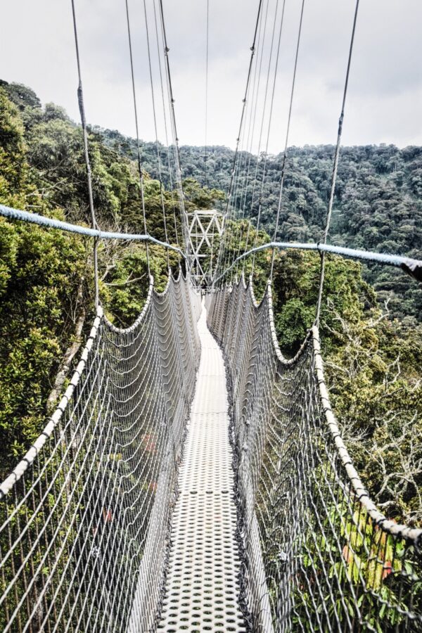 Explore the canopy of Nyungwe National Park