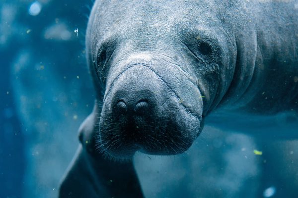 See manatees at the Amazon Rescue Center