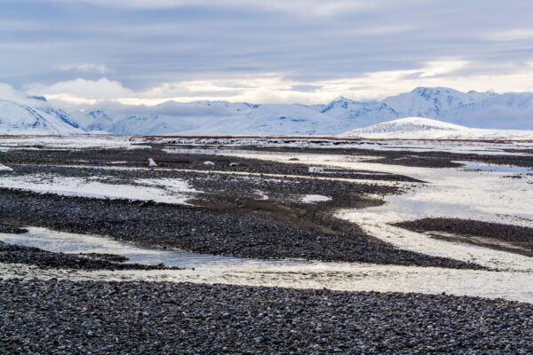 Things To Do In Arctic National Wildlife Refuge