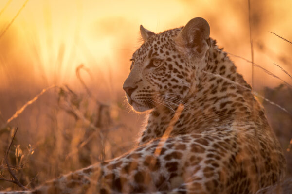 Safari In Kruger National Park