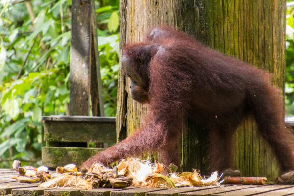 Where To See Orangutans In Sabah