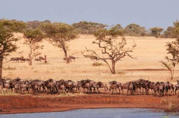 Where Is The Wildebeest Migration In June?
