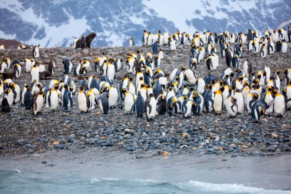 Antarctica, South Georgia & Falklands