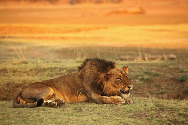 Safari In South Luangwa National Park