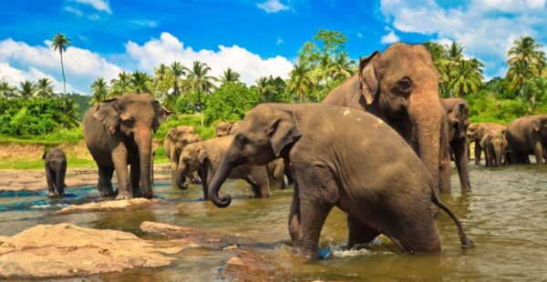 Undiscovered Sri Lanka