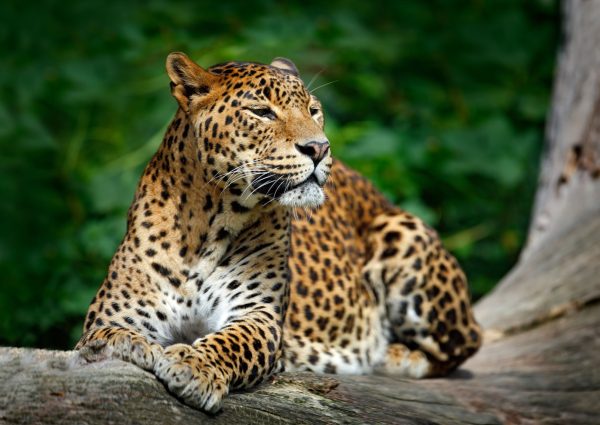 Best Sri Lanka Safaris & Wildlife