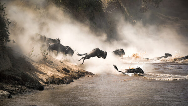 The Best Places To See The Wildebeest Migration