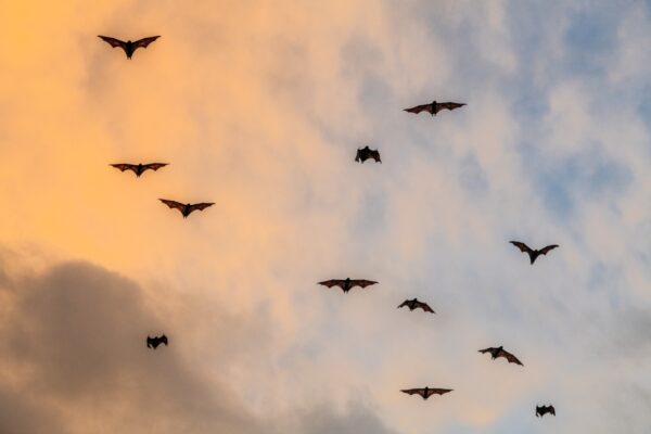See the world's biggest mammal migration