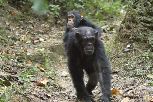 Independent chimp trekking in Gombe