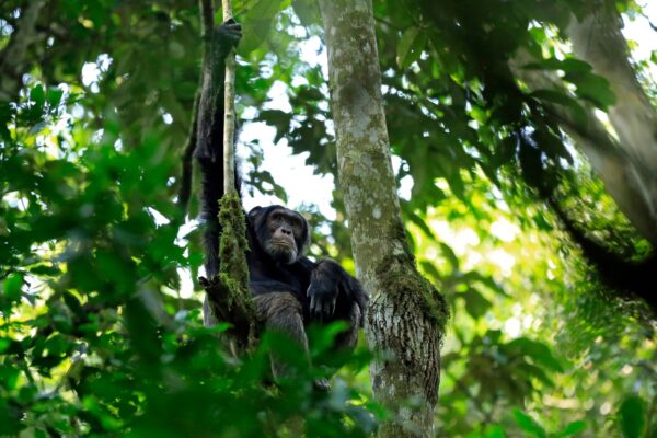 Accessible, but busy, chimp trekking in Kibale