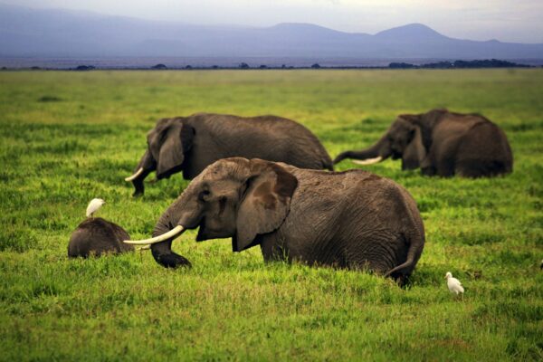 Safari In Amboseli National Park
