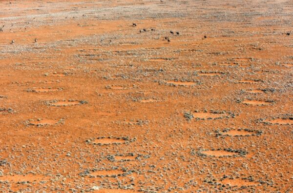 Horse ride (or ebike) past fairy circles at Wolwedans