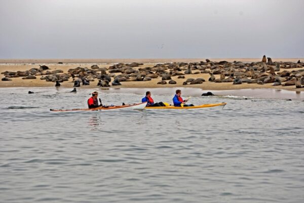 Sea kayak with seals