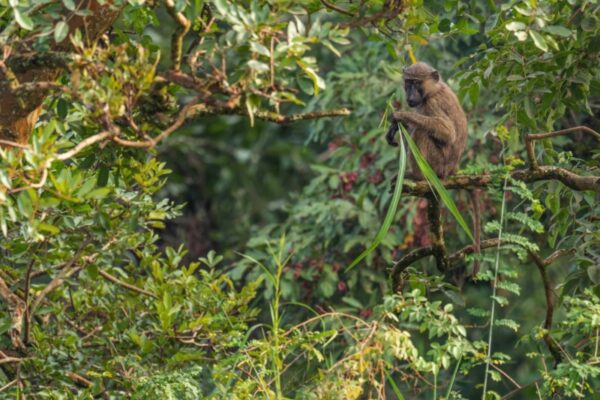 Easy-going chimp trekking in Budongo Forest