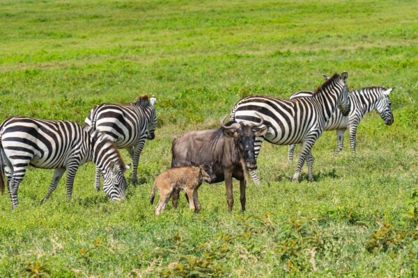 Calving season in Ndutu Plains