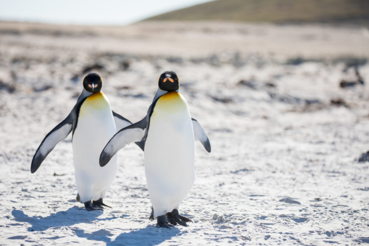 Antarctica_penguins
