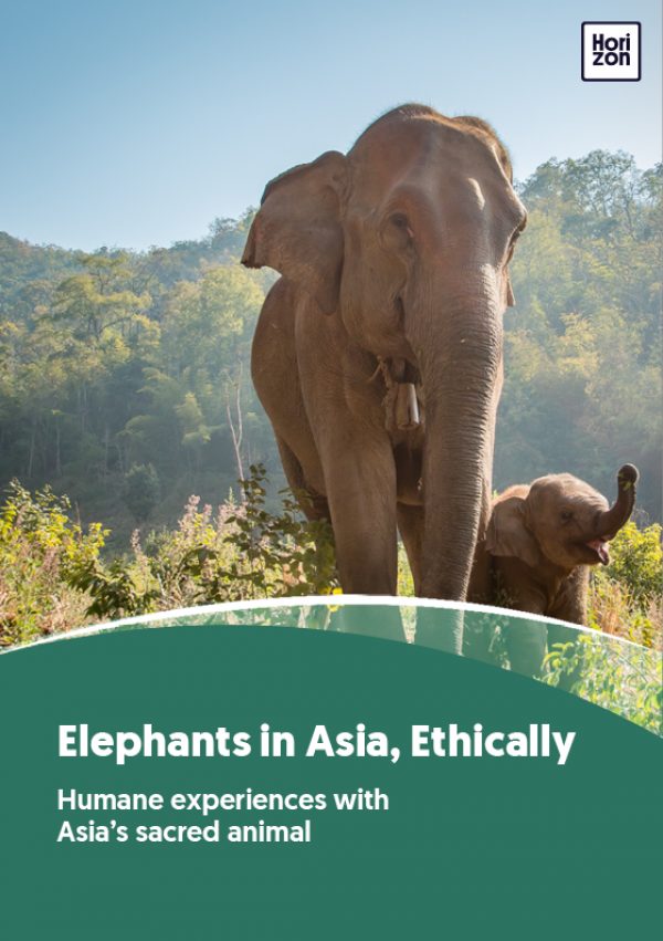 A Journey Into Asia’s Elephant Tourism Industry
