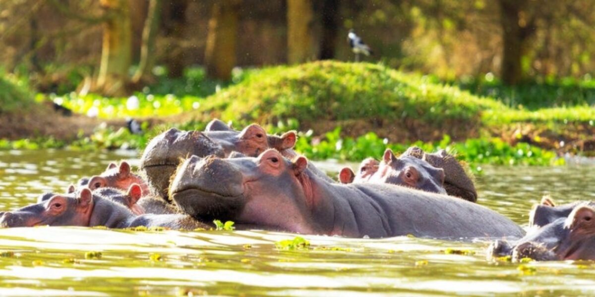 Amboseli to Lake Naivasha